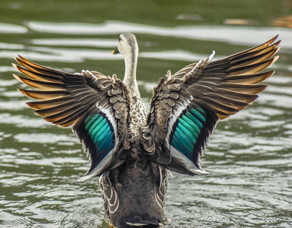 What good are wings without the courage to fly?