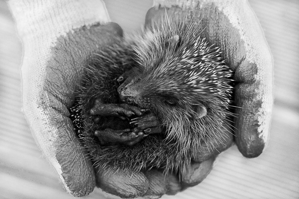 The gardener's assistant