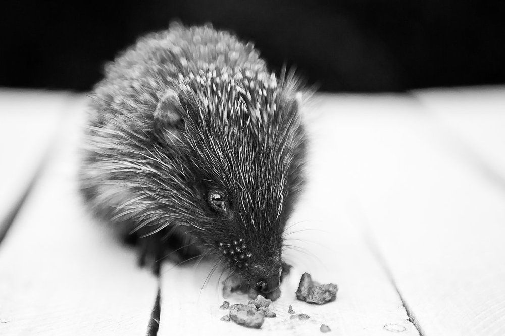 Gardener assistant meal