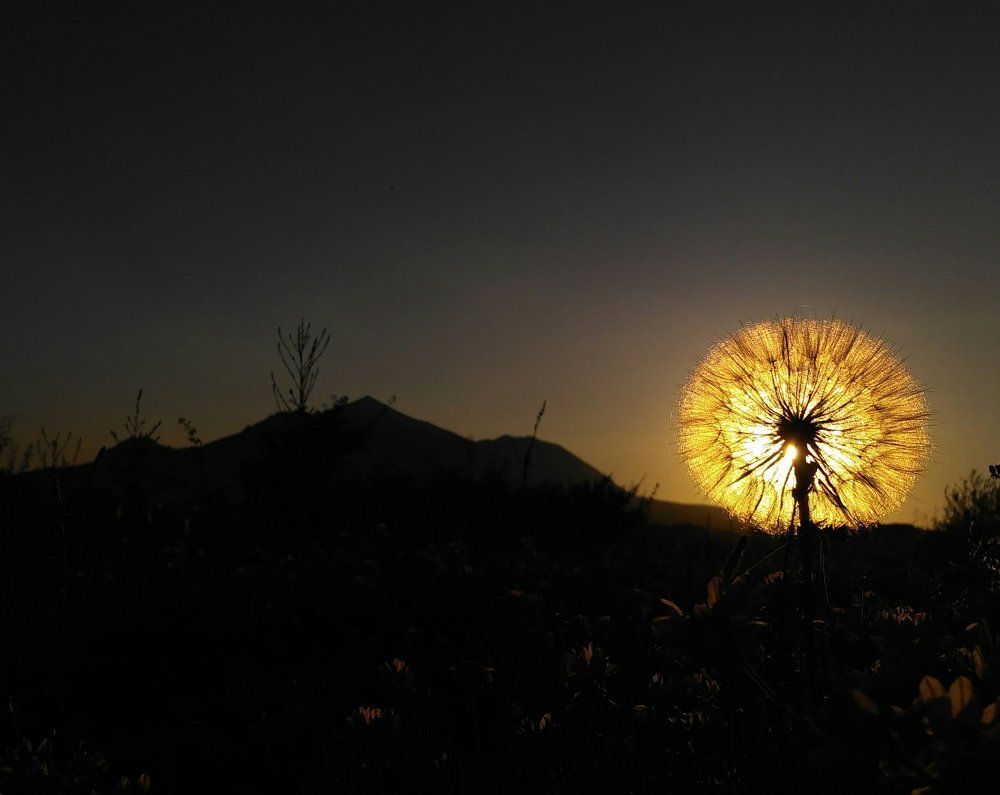 Солнце, Бештау и одуванчик
