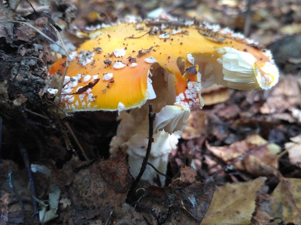 Фотография автора Valeriia Savchuk