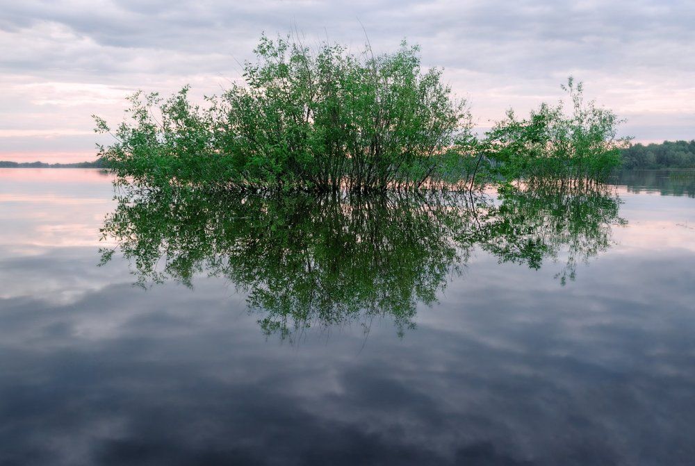 Небесная ива