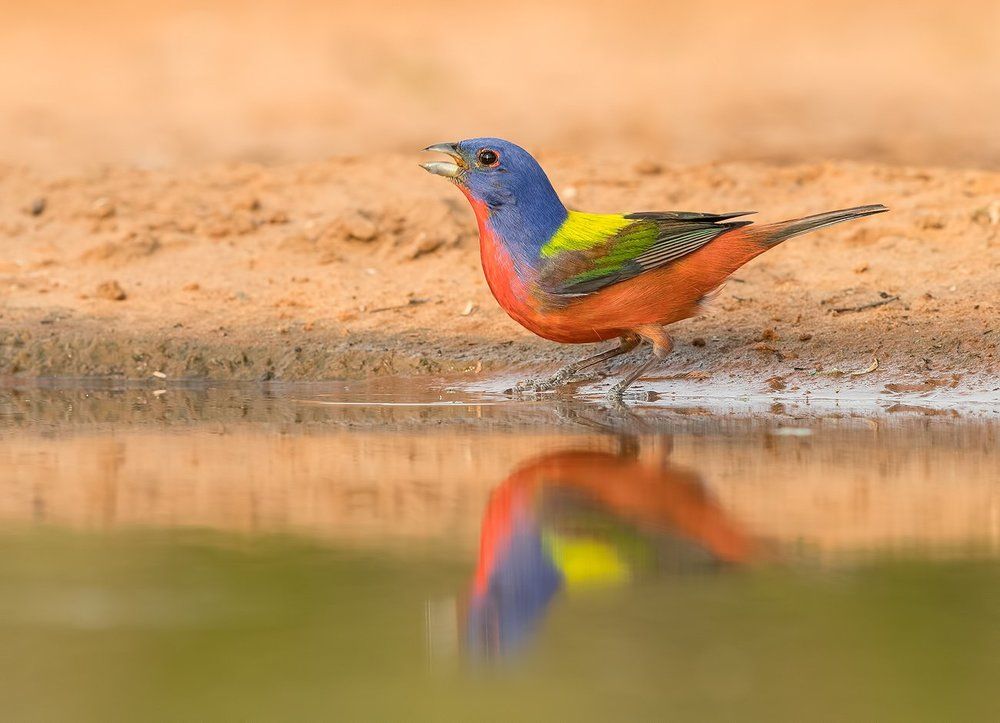 Расписной овсянковый кардинал на водопое - Painted bunting