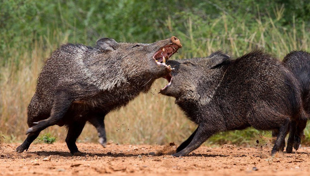 Javelinas fight - Пекариевые