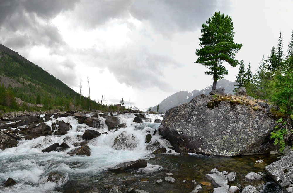 Дерево между озер