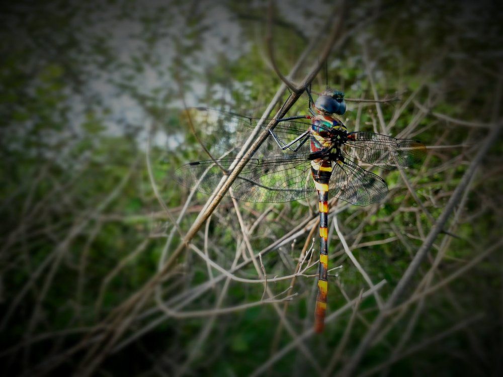 Dragonfly