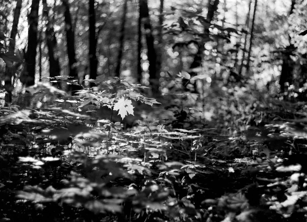 В Нескучном