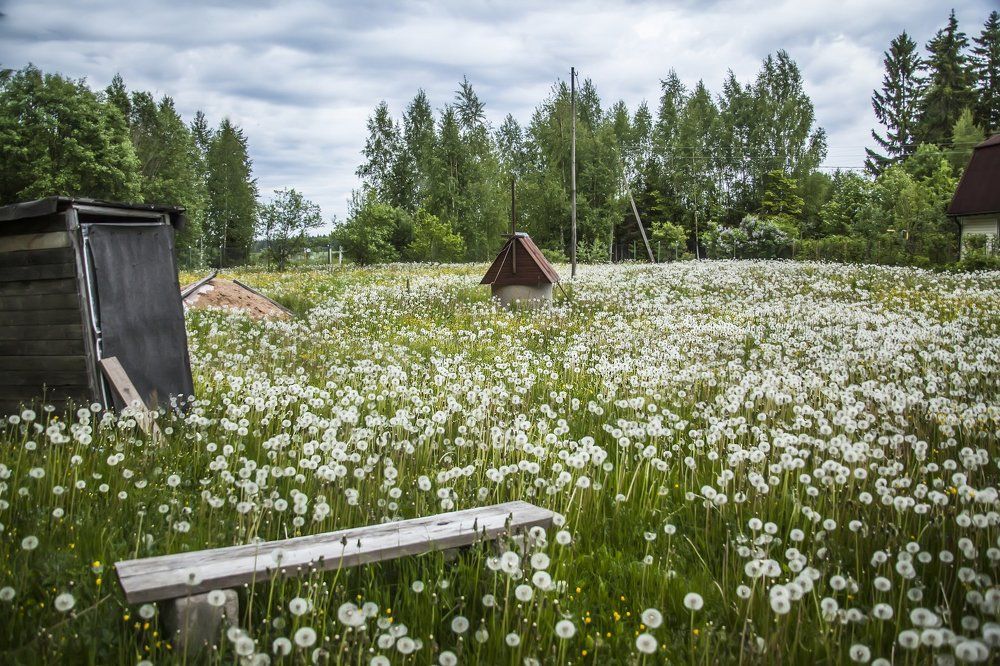 Одуванчики