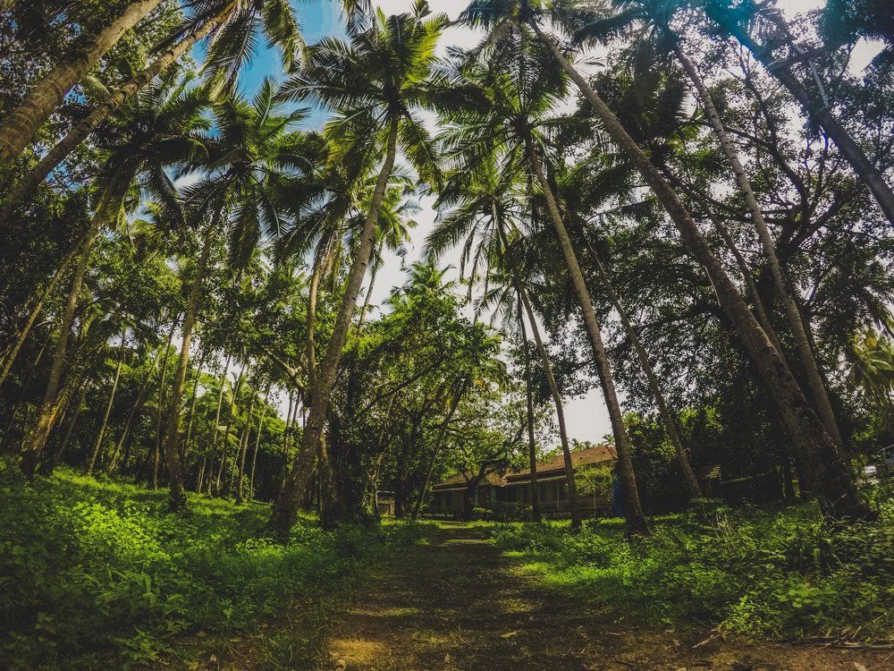 Into the wild