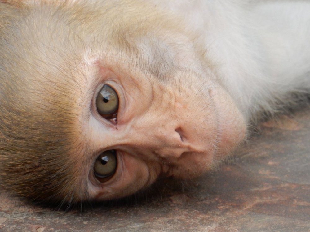 Monkey face