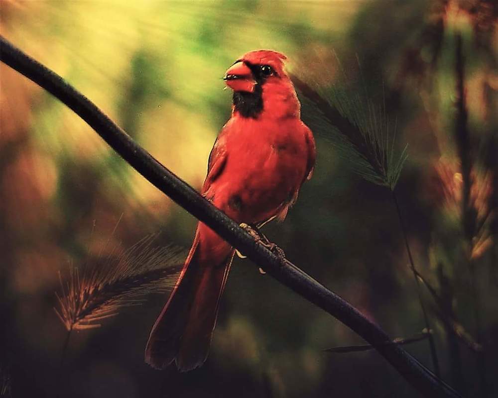 Beauty of Cardinals