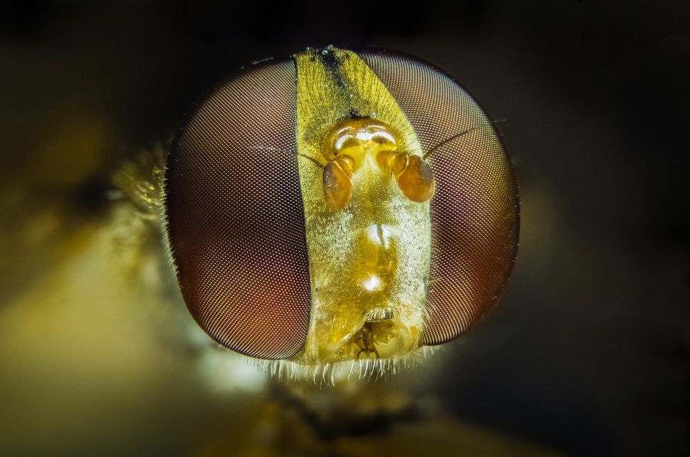 Hainschwebfliege (Episyrphus balteatus)