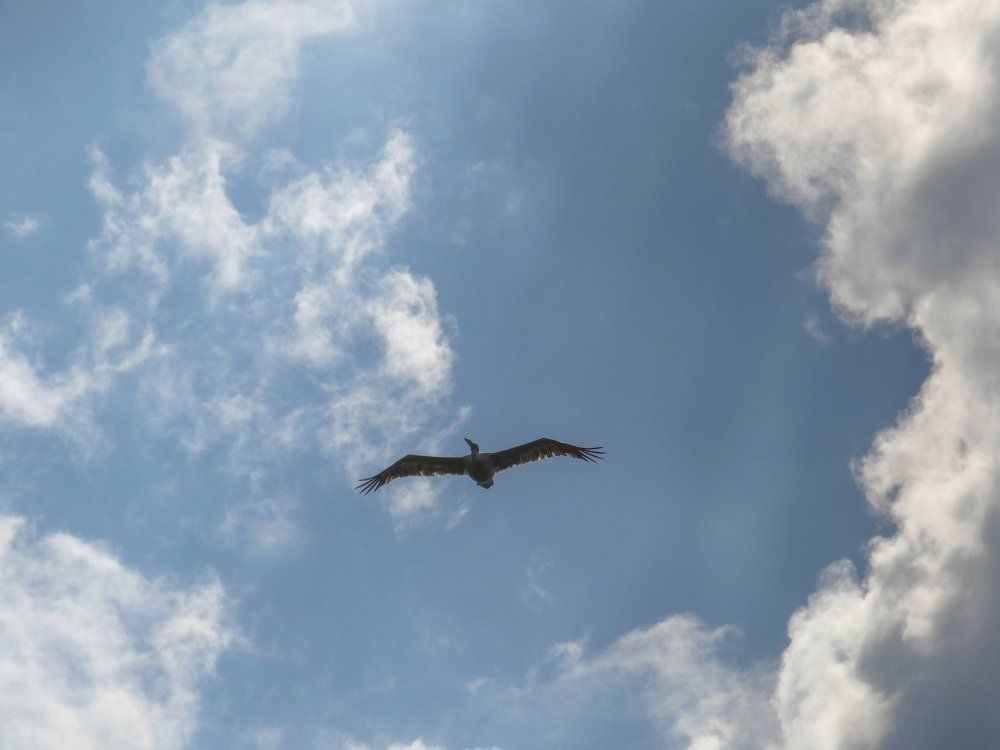 вот это птичка