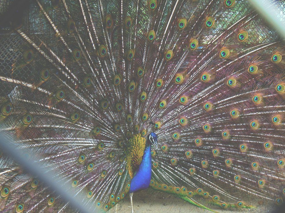 Photograph by Юлия Иванова