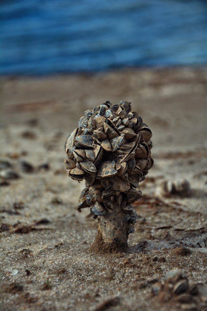 Исчезнувшие обитатели