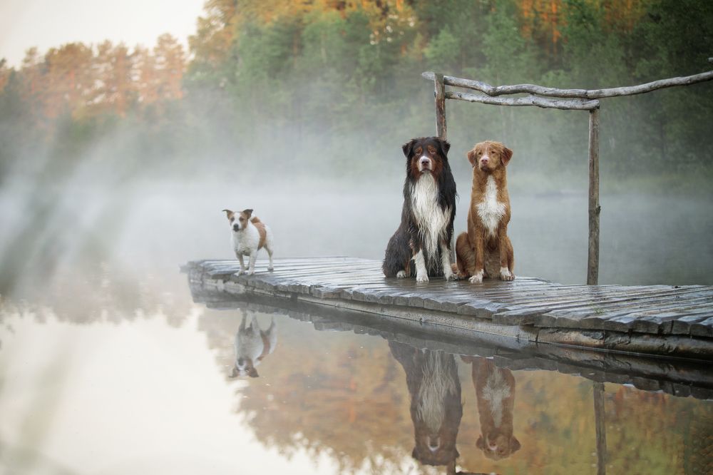 Утренний туман