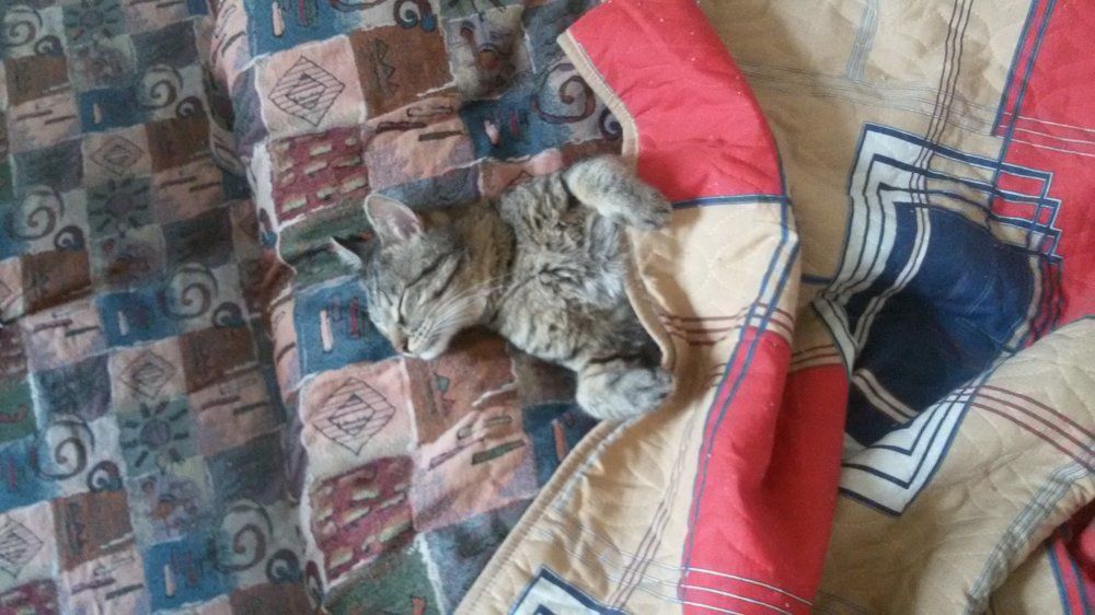 сладкий сон