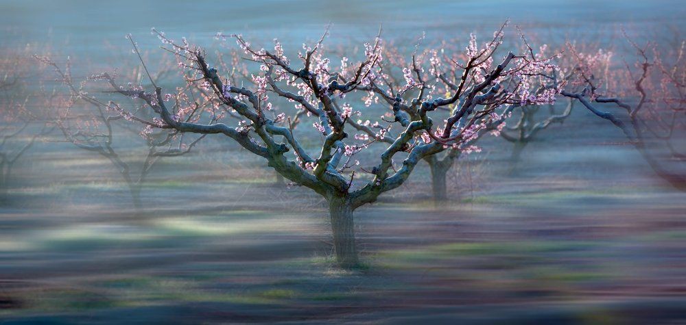 Пора цветения