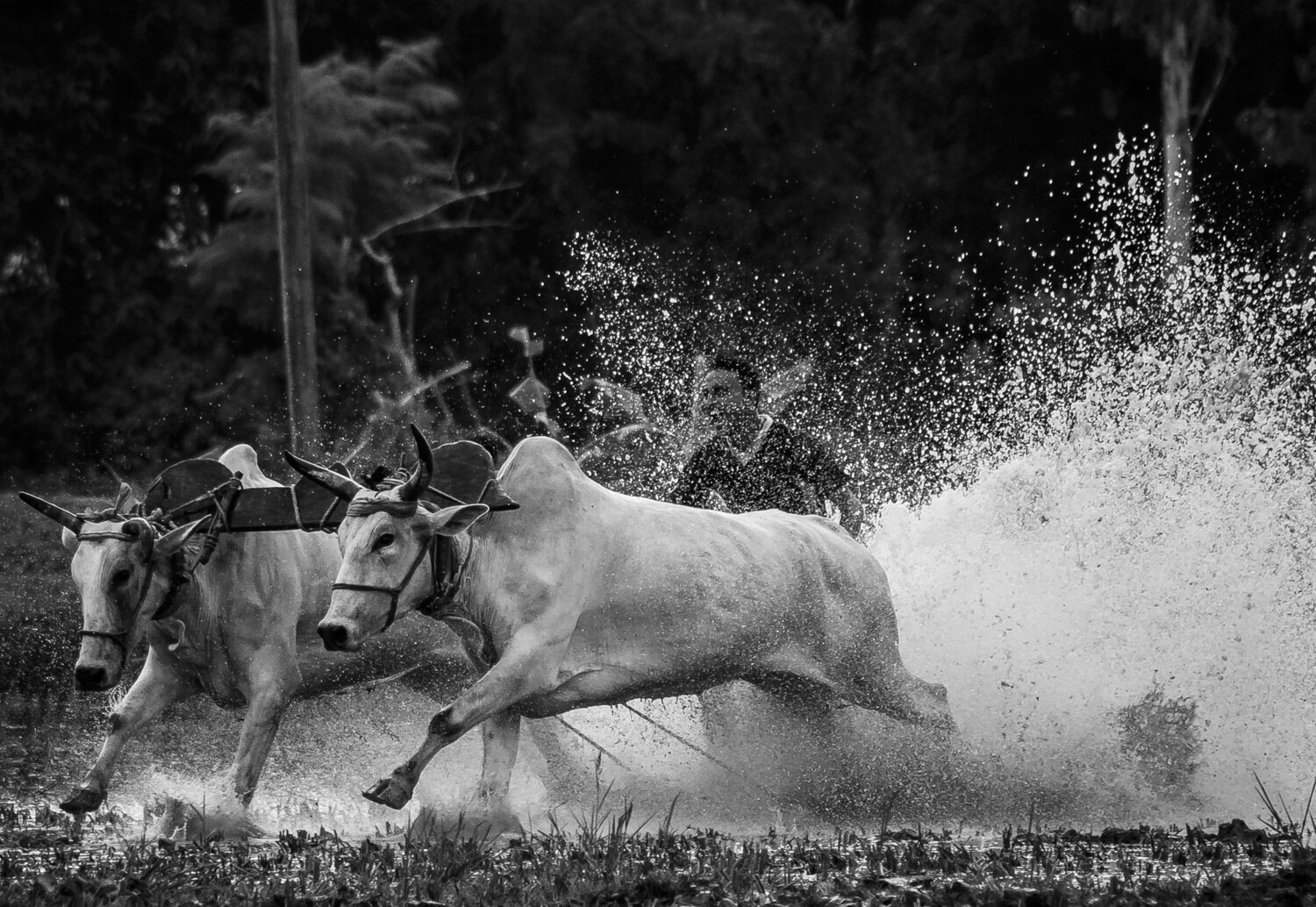 The Cattle Race