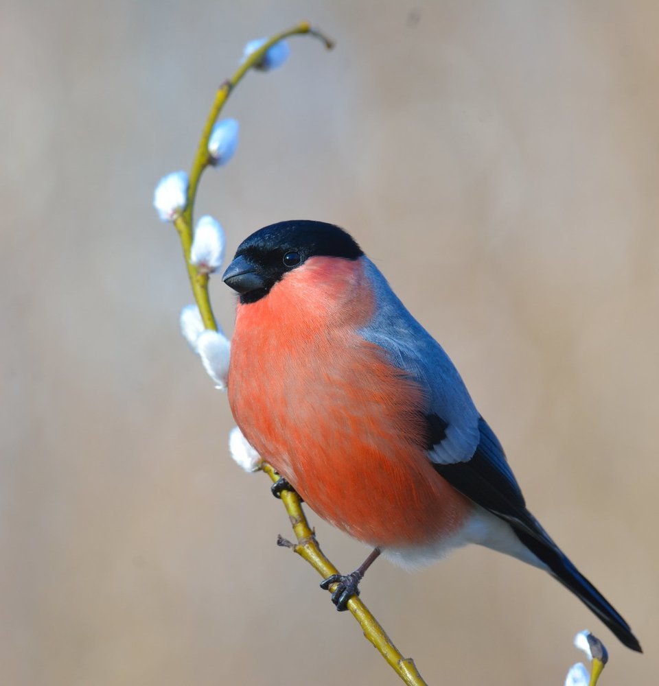 Вербное воскресенье