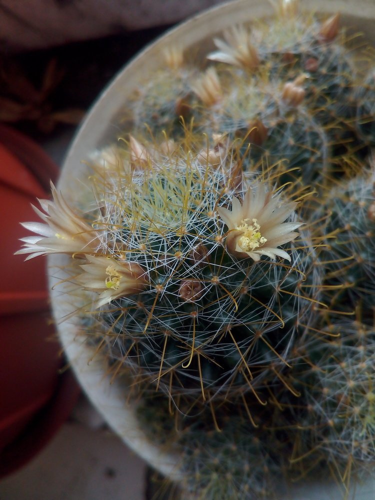 колкая красота