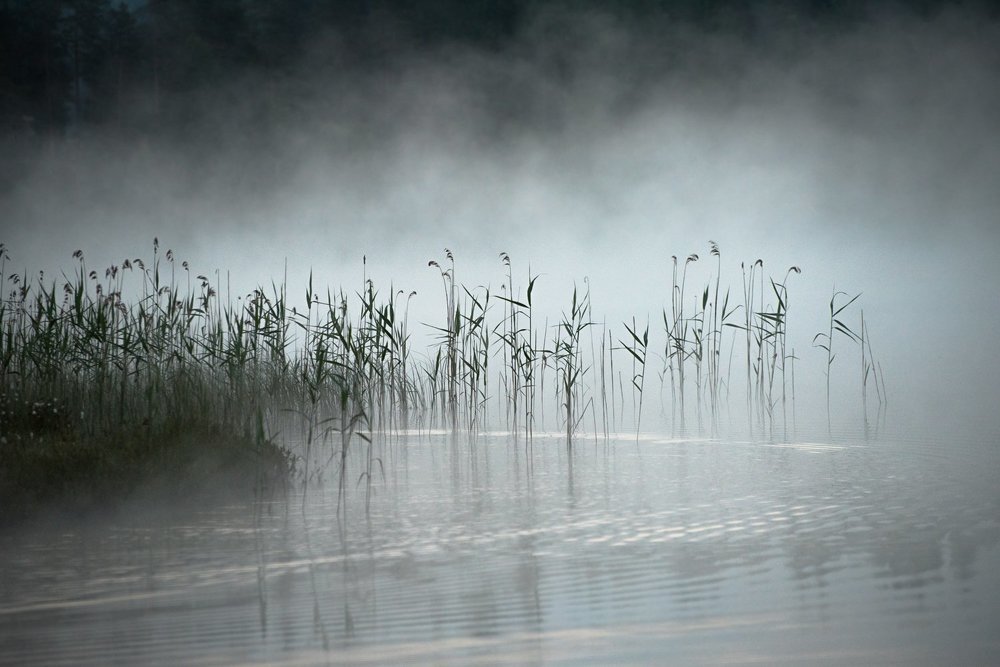 Свет туманного утра