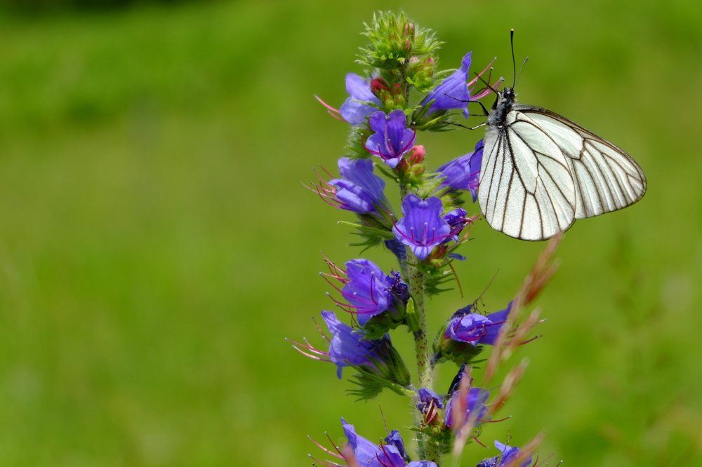 Боярышница
