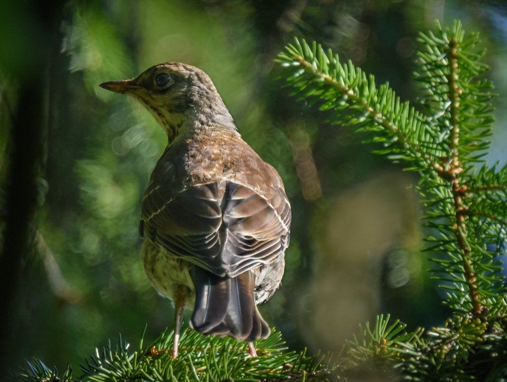 Дрозд в хвойном царстве