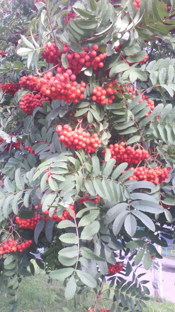 ягода в цвету