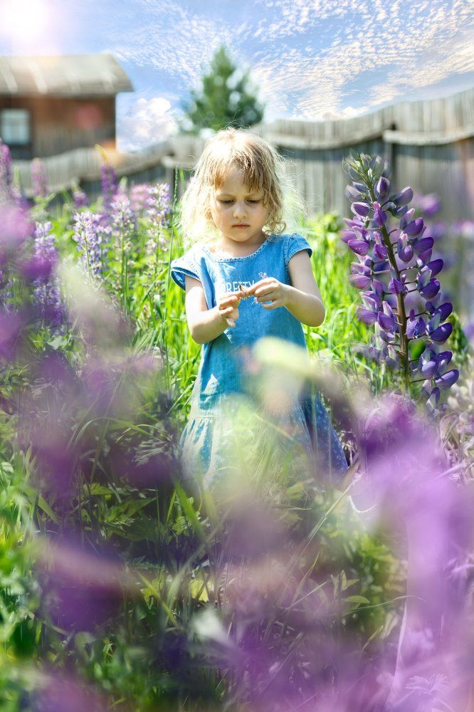 В зарослях люпинов