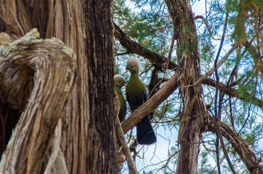 Турако принца Рюсполи