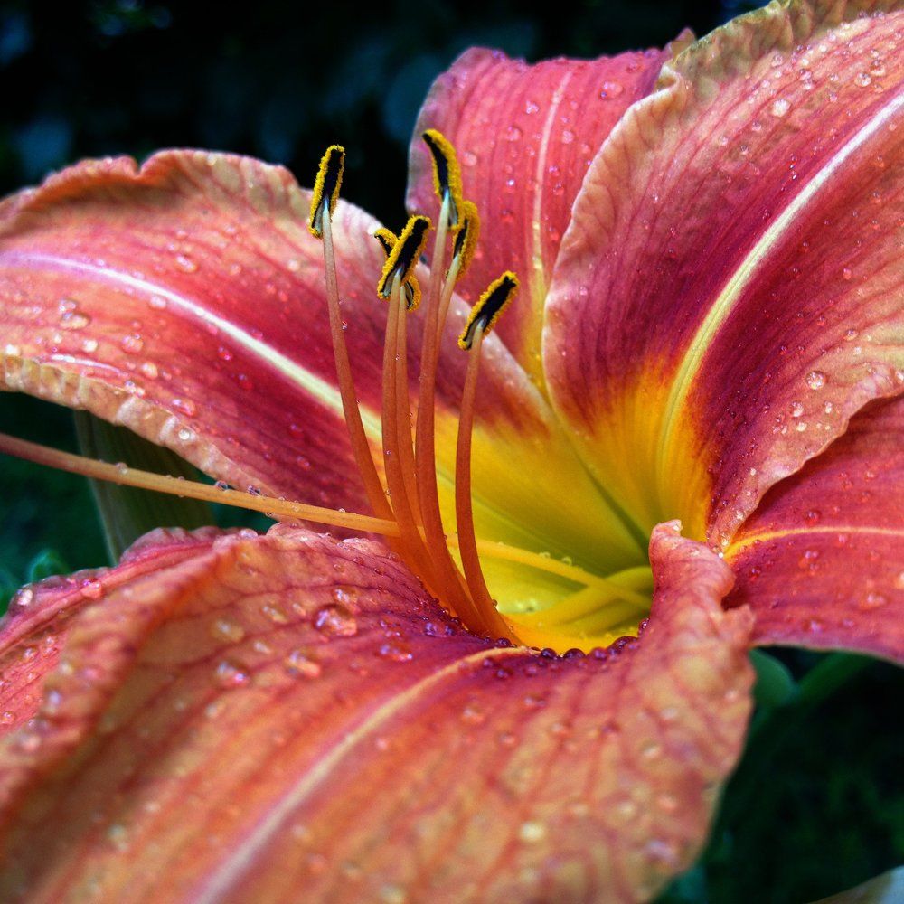 Цветок после дождя