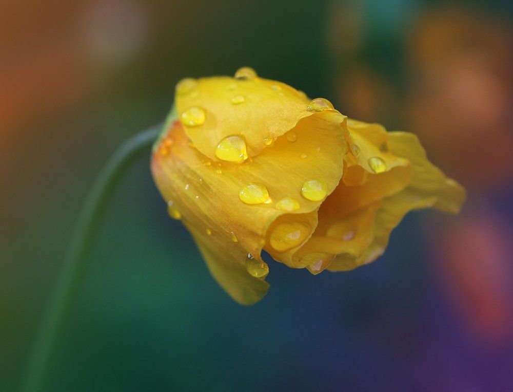 После дождя