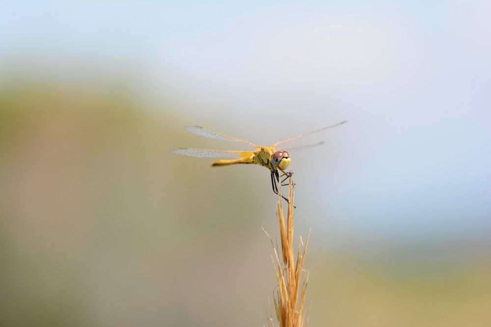 Dragonfly