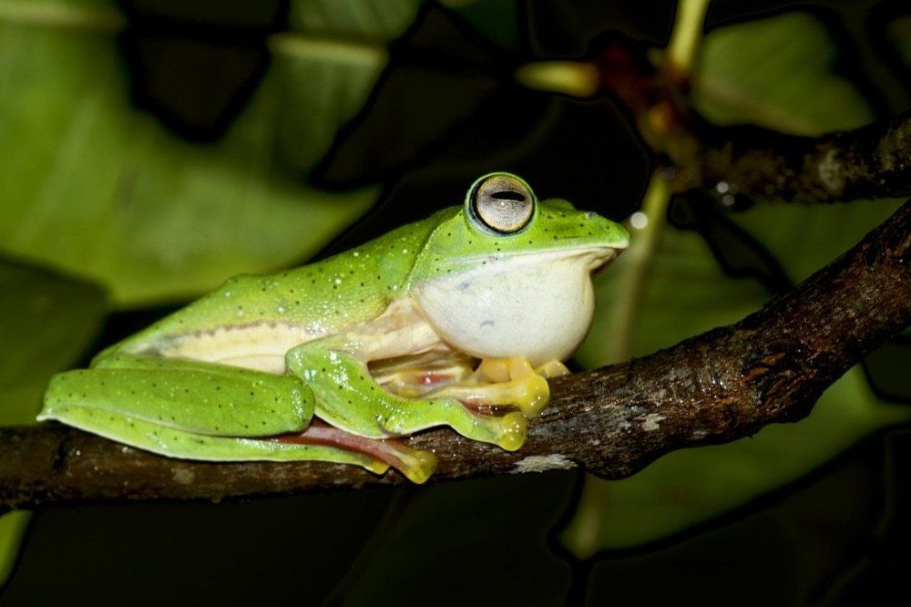 Gem of Western Ghats