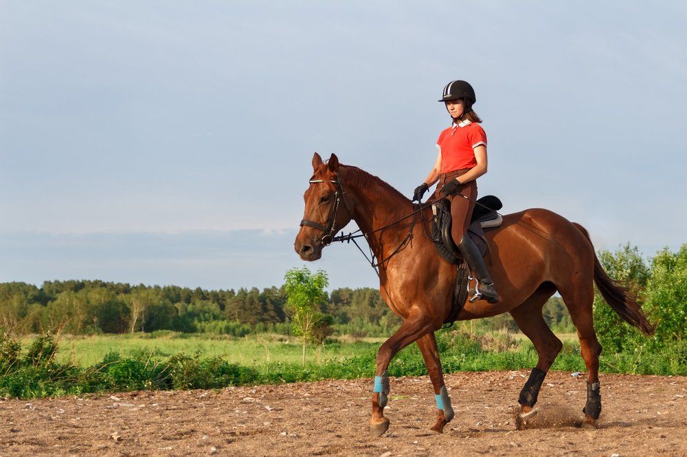 Конная тренировка