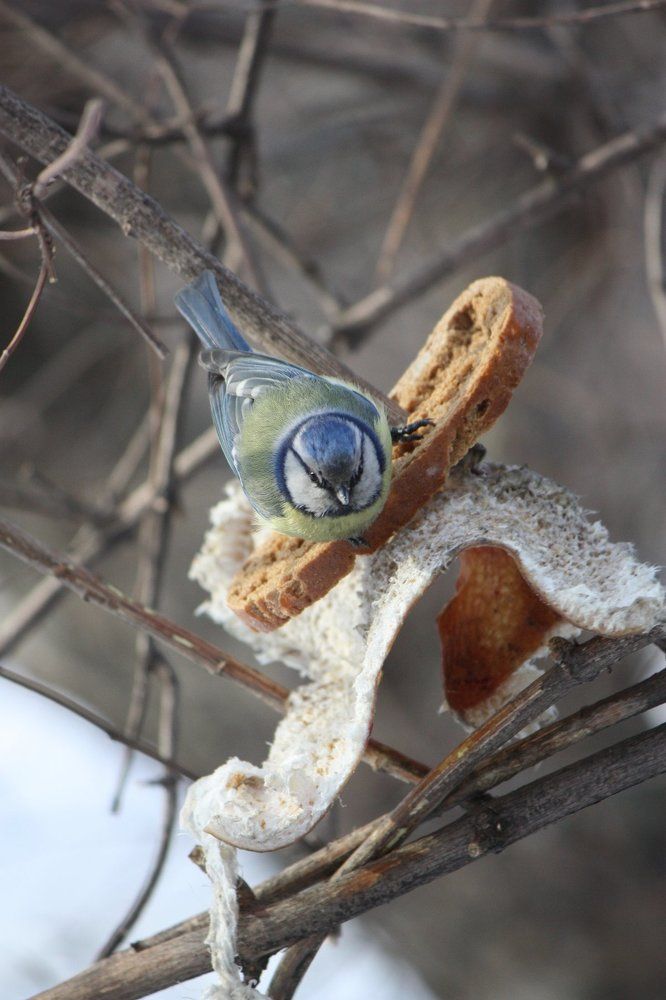 ...Столик занят!..