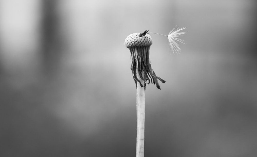 Единственный