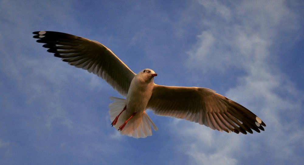 Let me fly