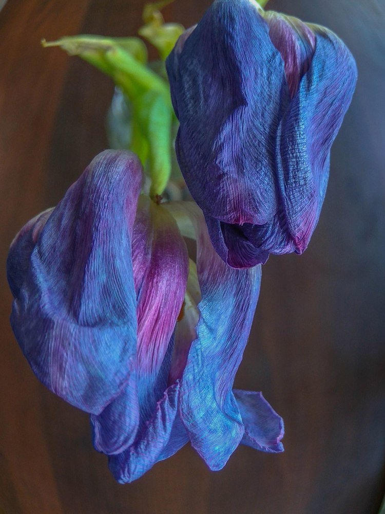 Увядающие тюльпаны из "Ленты"