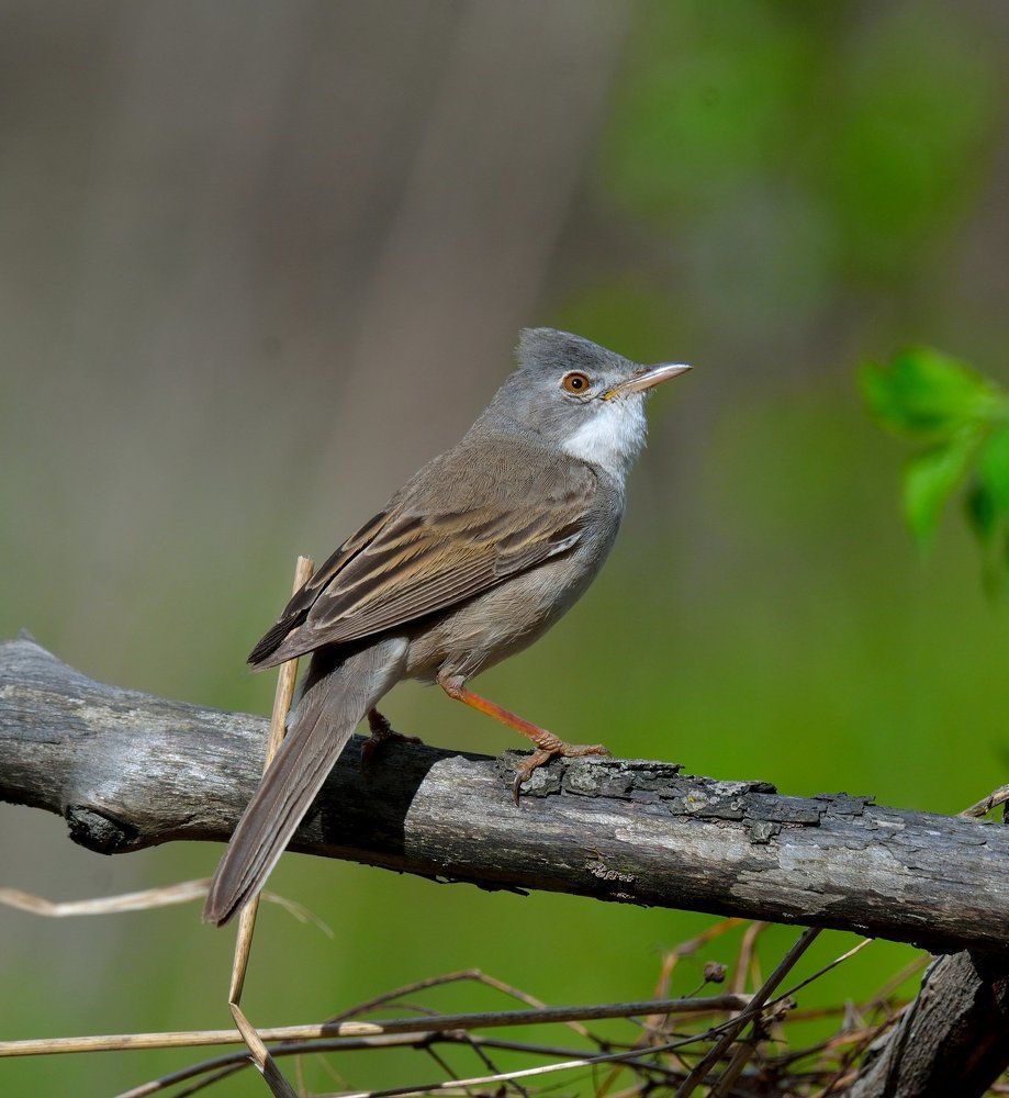 Серая славка