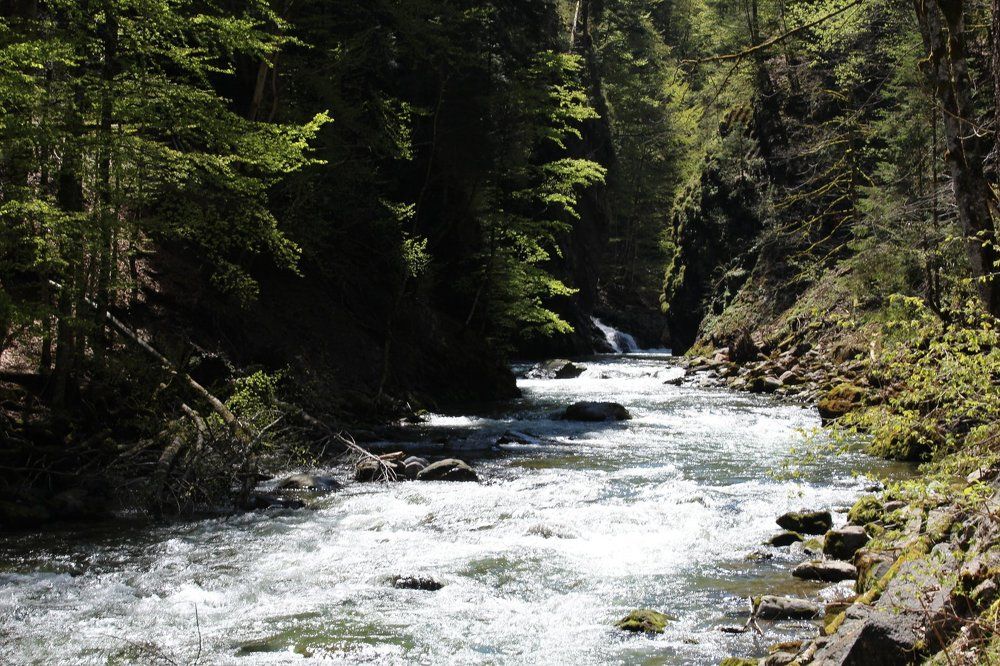 Горная река и лес.