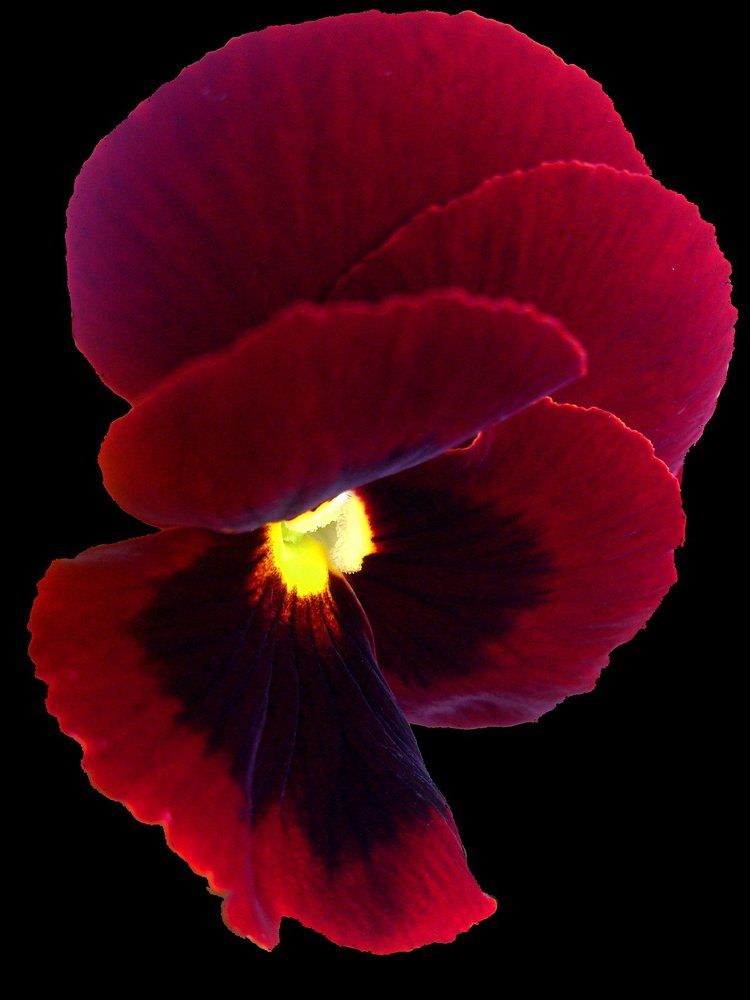 Бордовый цветок на черном фоне.