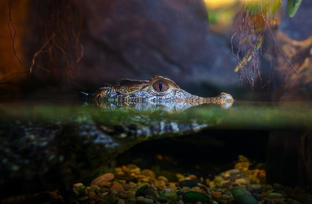 Гребнистый крокодил.