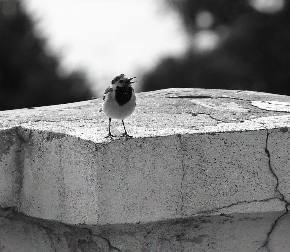 Morning song of a bird.