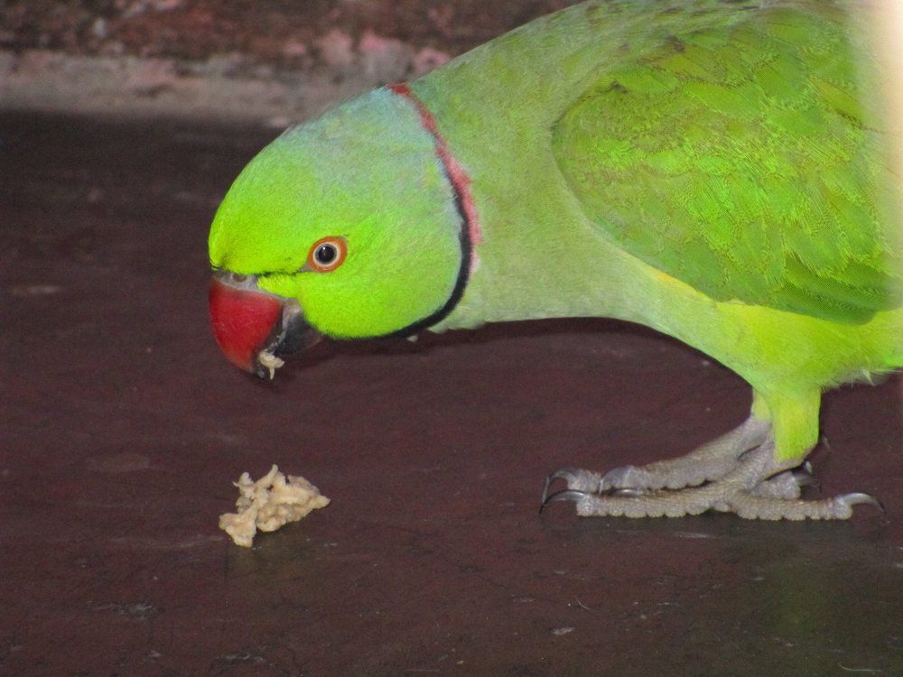 Feeding Parrot