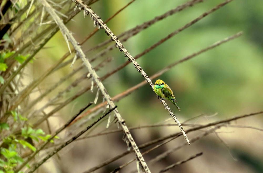 Why are you bothering me| Angry bird