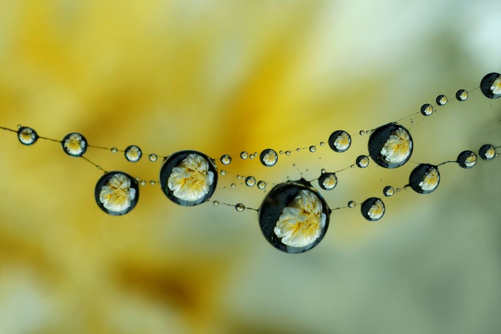 dew drops