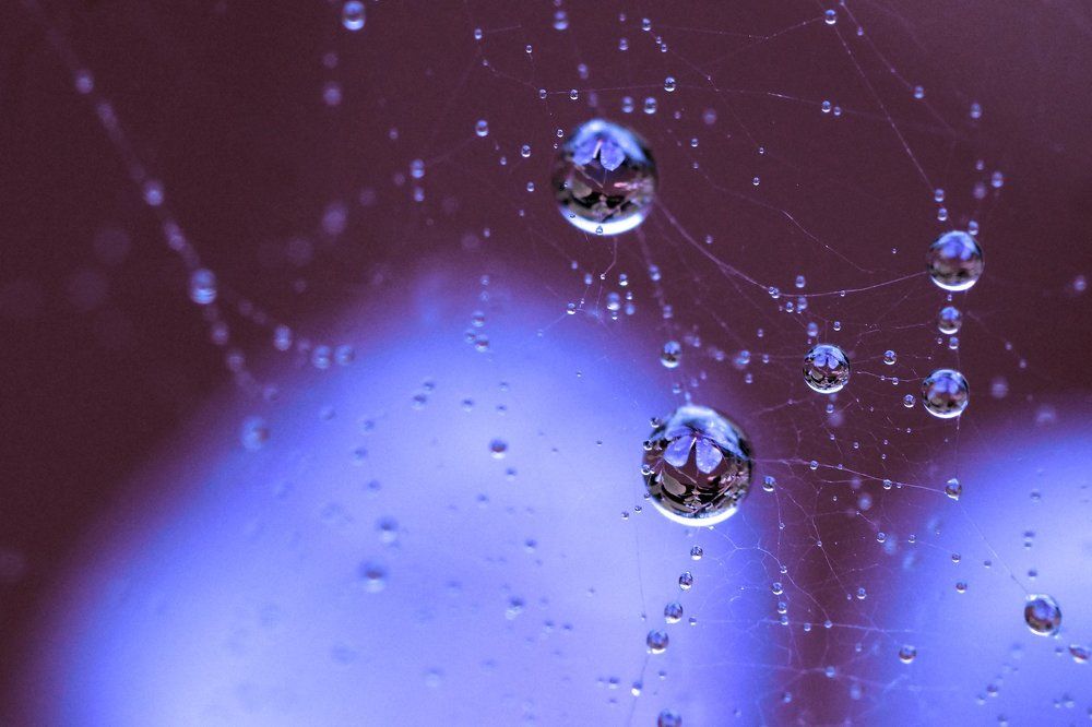 dew drops