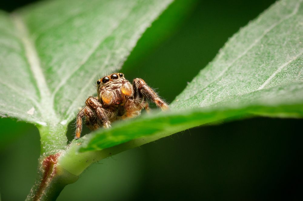 Salticidae